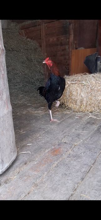 Дакан 6ай Китай микс шамо