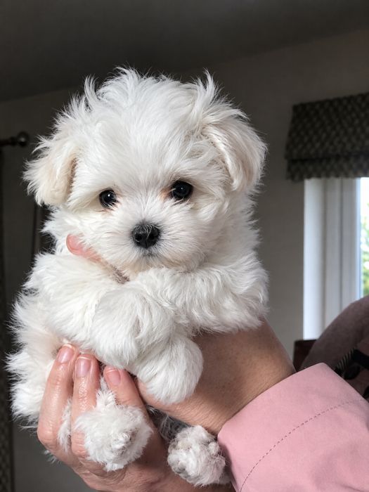 Bichon maltez mini toy