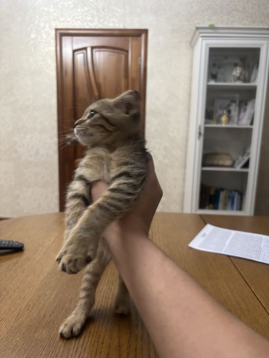 котенок пародистый