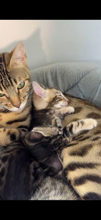 Bengal mushukcha sotiladi