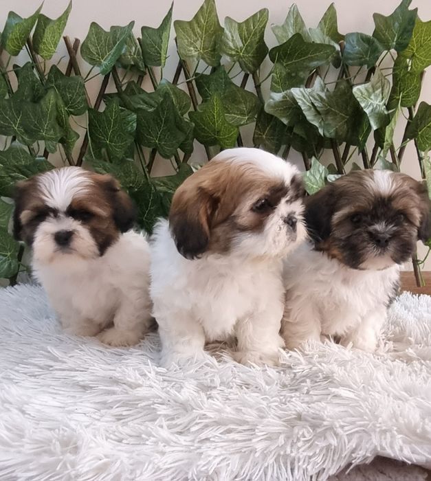 Ши Тцу Shih Tzuu