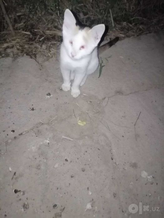 Котёнок-инвалид, Mushukcha-nogiron