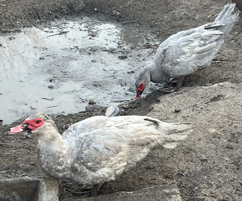 Селезни  лаванда