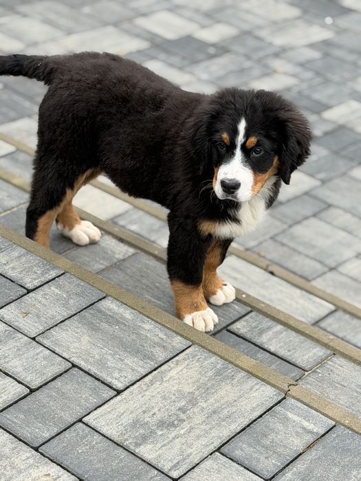 Ciobanesc de Berna -mascul