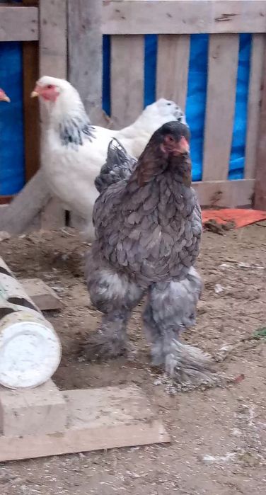 Тауықтар сатылады 2+1