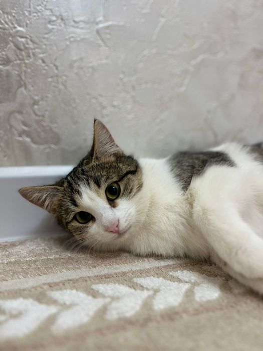 В добрые руки двух кошек