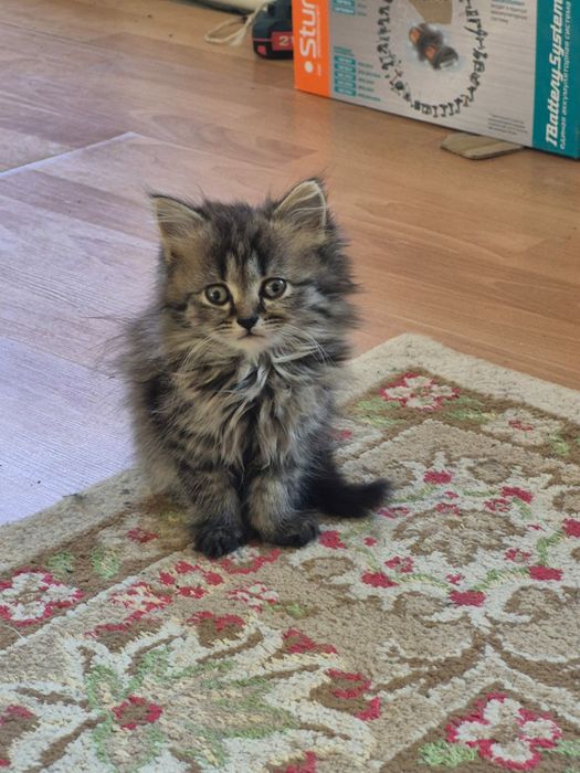 Продам красивых кошечек