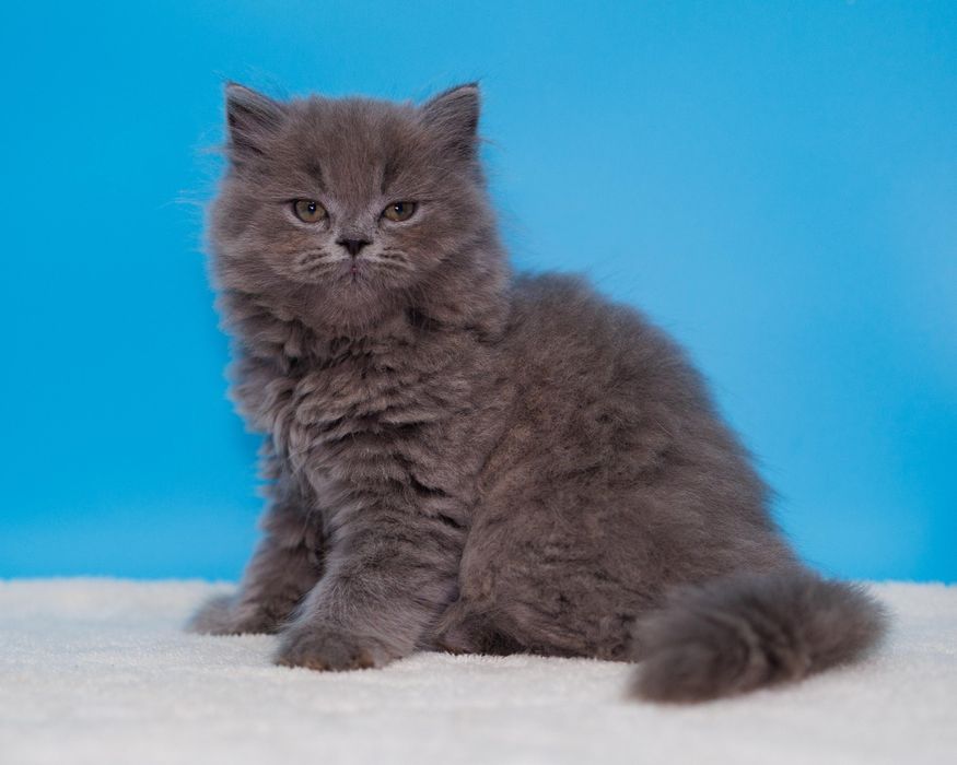 Британские котята шоу класса