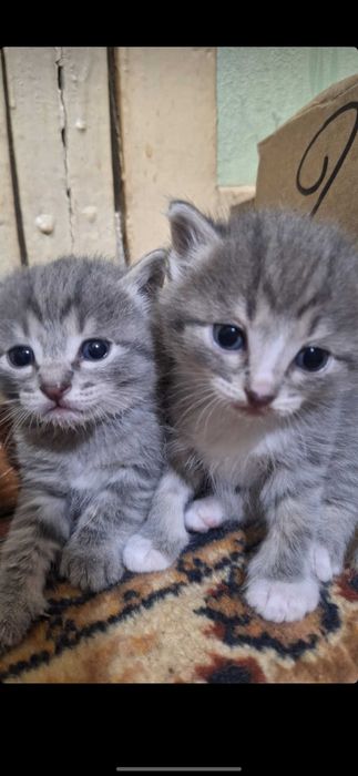 Отдам котят в хорошие руки