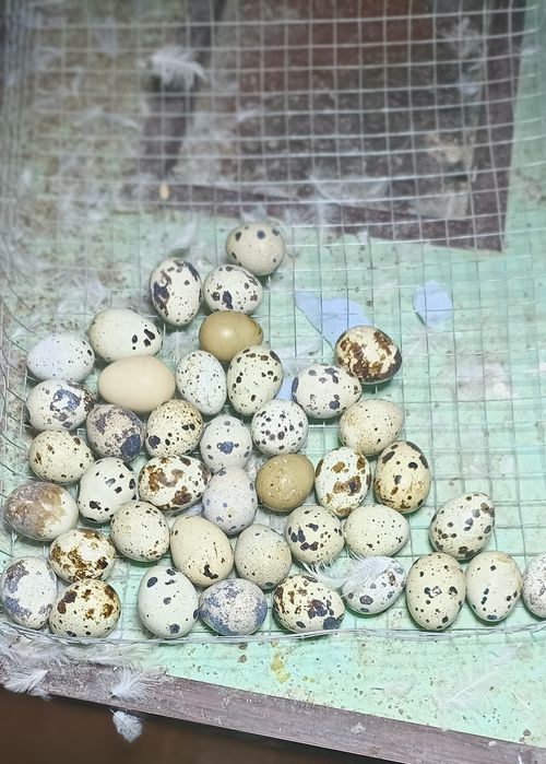 Beliy gigant bedanalari tuxumiga zakaz olamiz