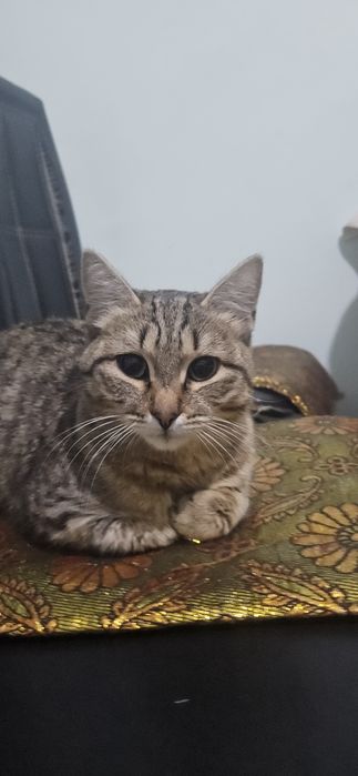 Отдам кошечку в добрые руки
