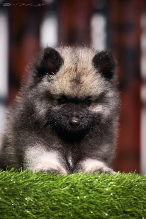 Вольф шпицы мальчики и девочки