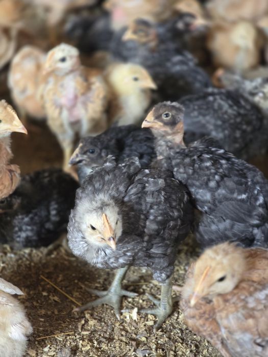 Pui rasa mixta calitate superioara