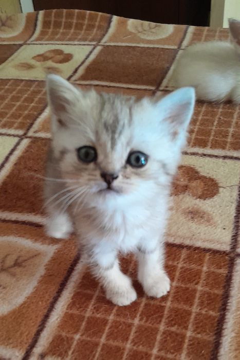 Шотландские котята