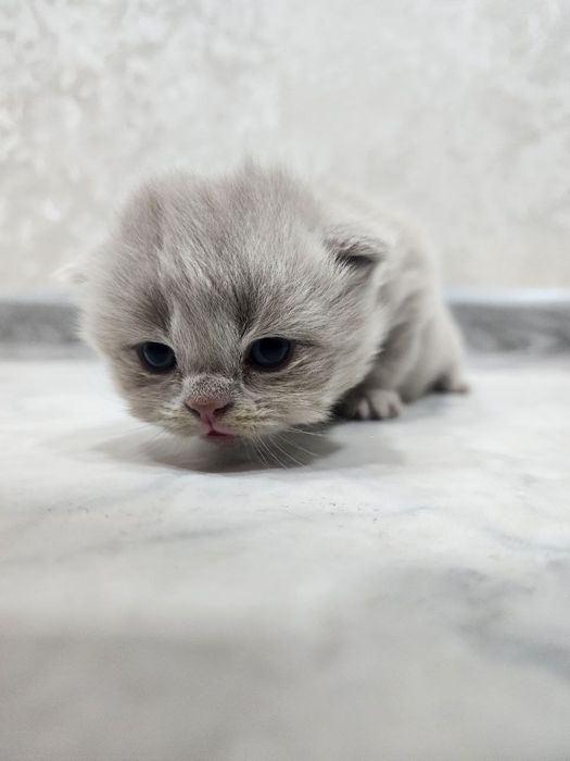 Котята Scottish Fold
