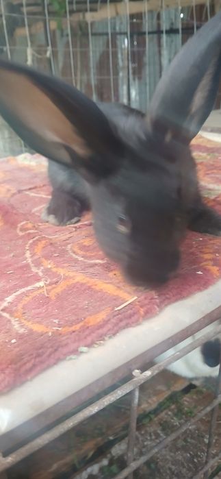 Iepuri de rasa uriasi