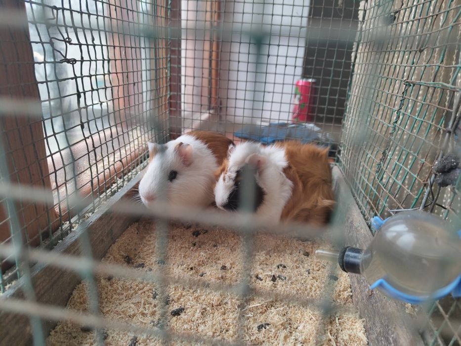 Морские свинки , самка самец