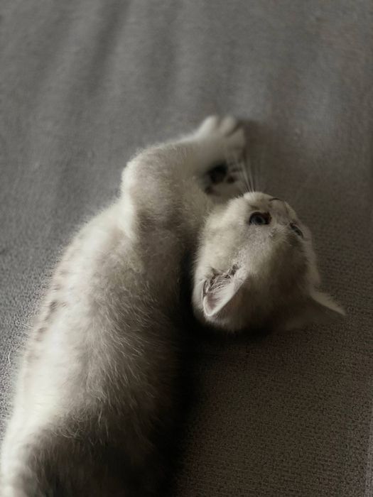 Котята продаются