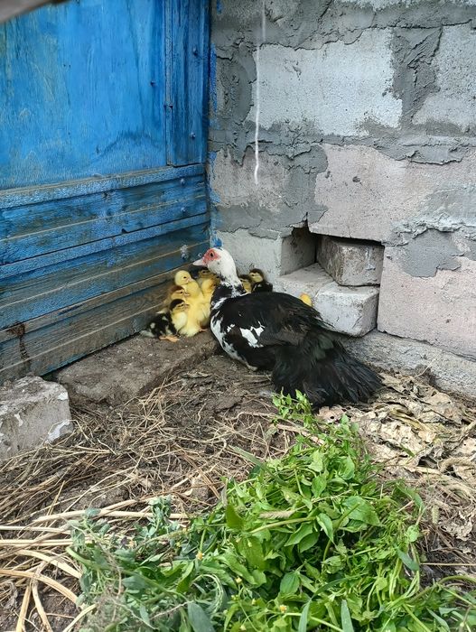 Продам индоутят с индоуткой