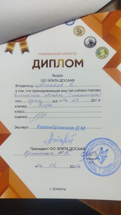 Белгийская овчарка малинуа