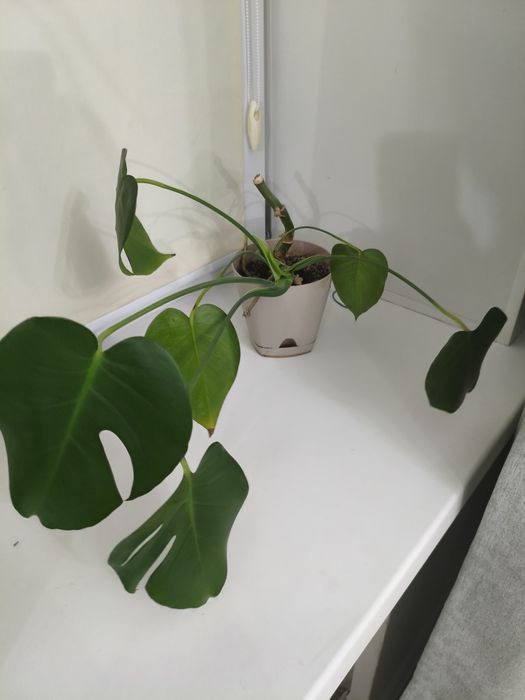 Комнатные цветы домашние