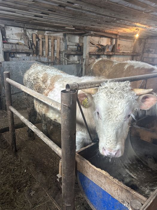 Откорм бұқалар Орал қаласы