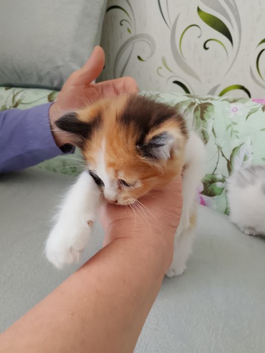 4 котёнка, отдадим  в добрые руки.