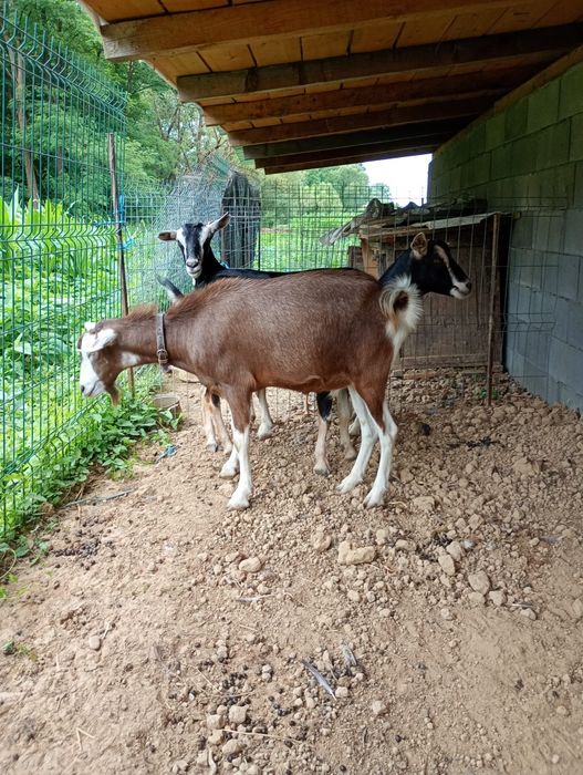 Vând tap toggemburg si 2 iedute gestante