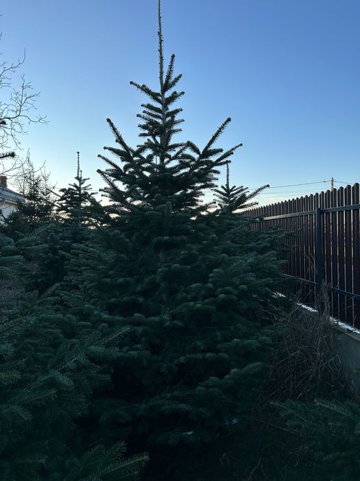 Brazi Naturali de Craciun 1.5m – 2.5m | Proaspeti, Taiati pe Loc