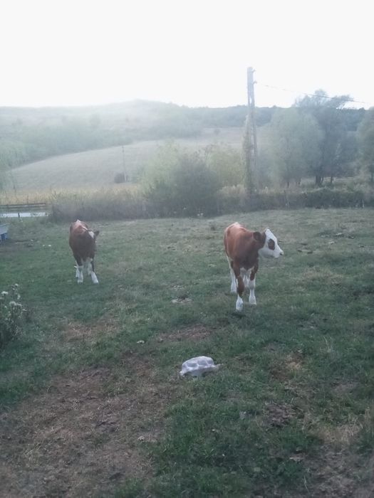 Vand vaca cu viței