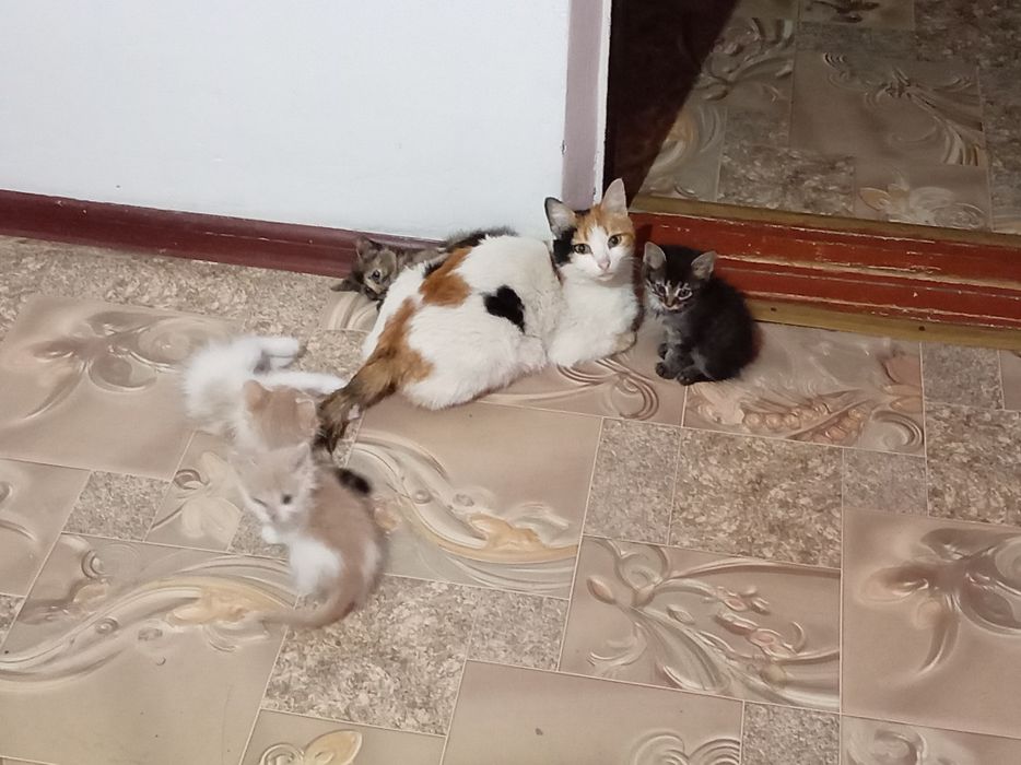 Отдам крысолова, бесплатно