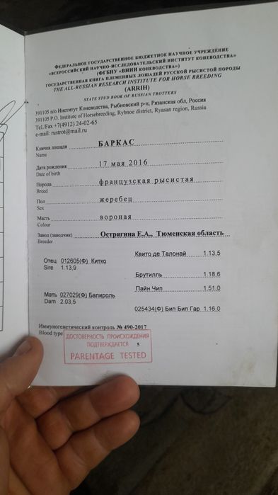 Продам француского рысака