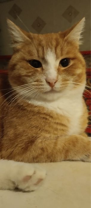 Котик кастрированный