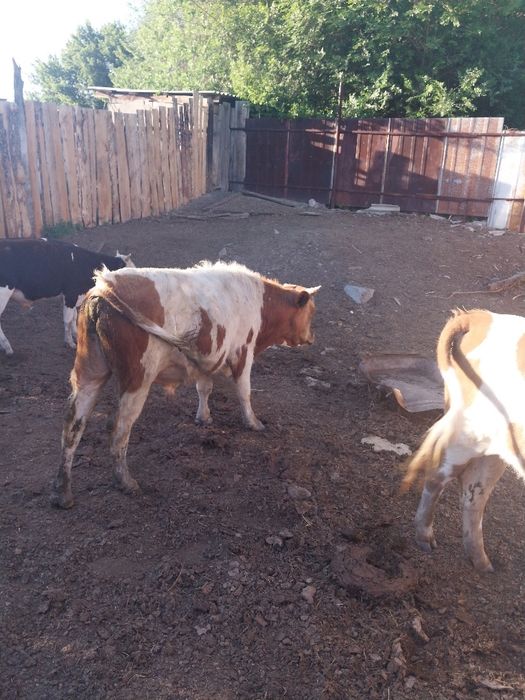 Продам быка,возраст 2 года