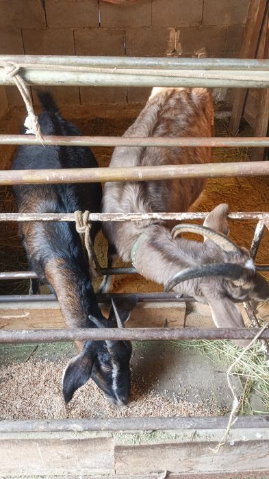 Ешкі сатылады сангу