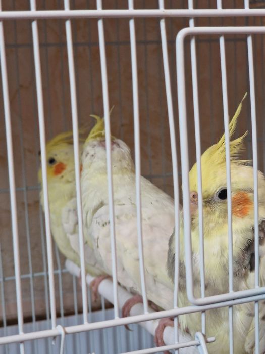 Кореллы молодые!