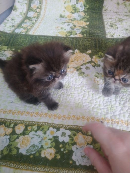 Продам персидского котёнка