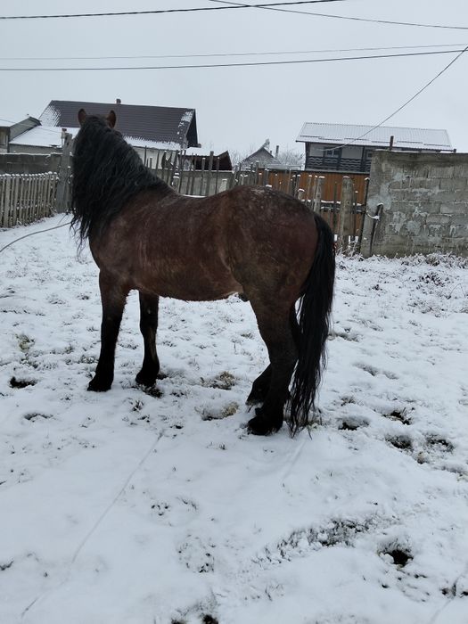 vând cal de cinci ani cuminte blând