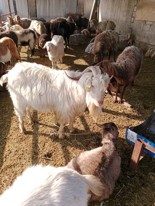 Ешкілер сатылады