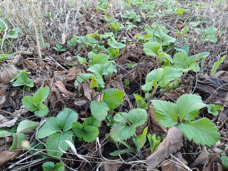 Саженцы клубники