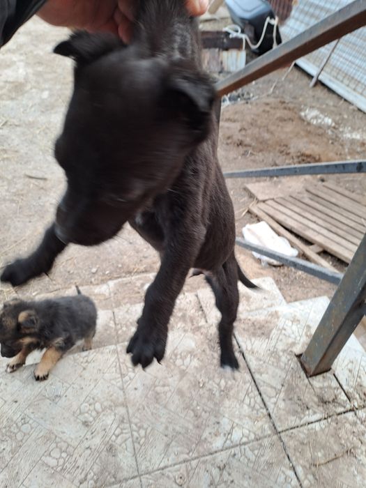 Отдам щенков в добрые руки