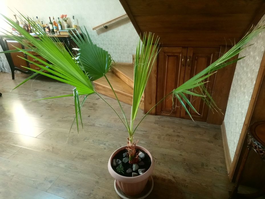 Пальма Вашингтония