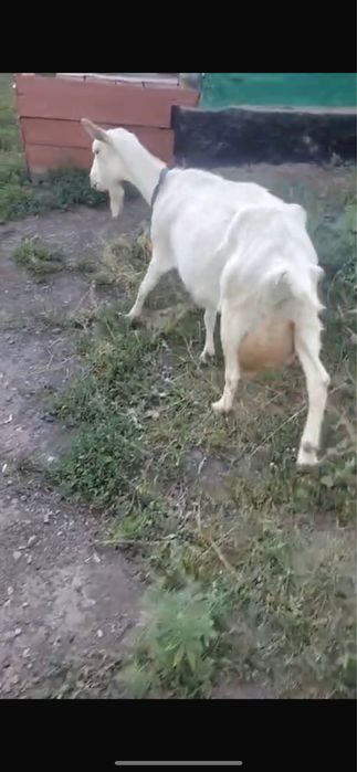сүтті ешкі сатылады