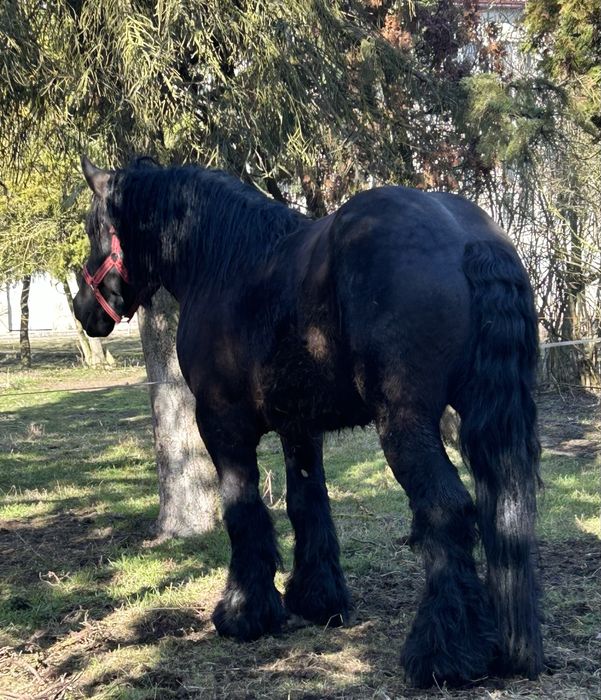 Armasar pentru monta