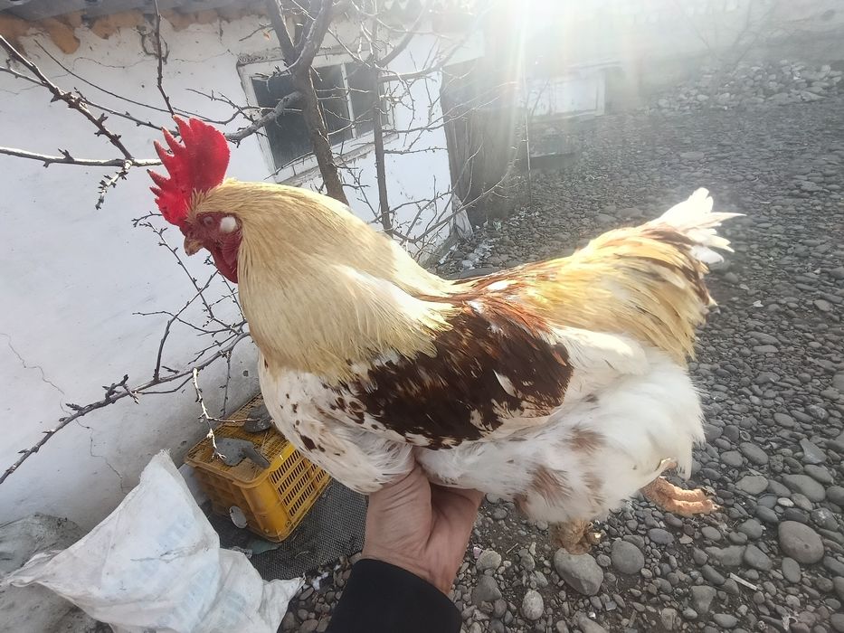 Петух ломан браун