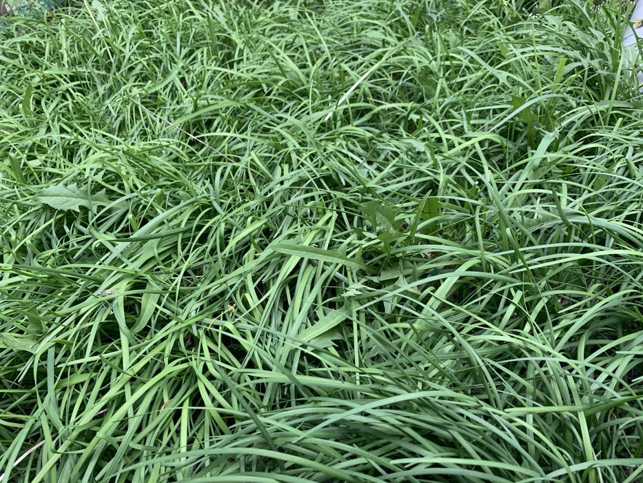 Джусай-емди (Asian chives)