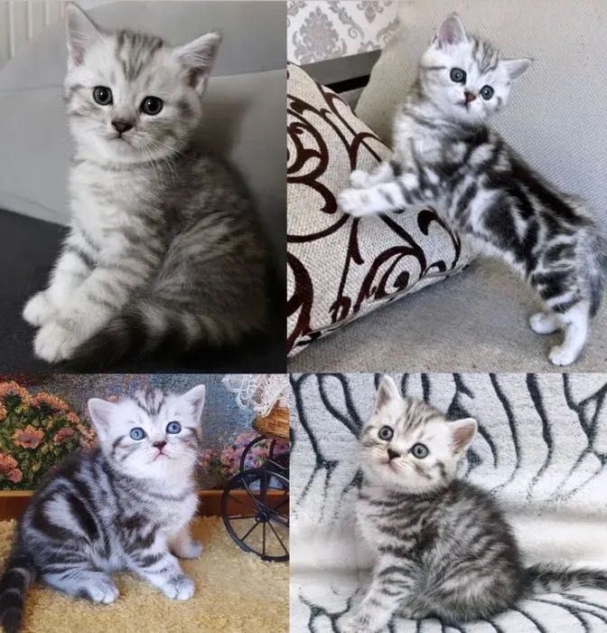 Роскошные Котята