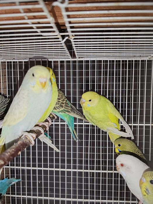 Pui Perusi disponibil