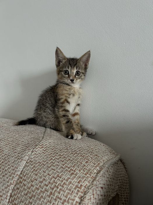 Отдам котенка в хорошие руки!