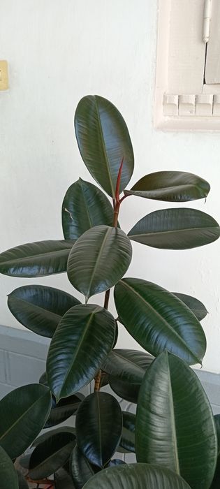 Qora shaxzoda alohida sotiladi 2ta